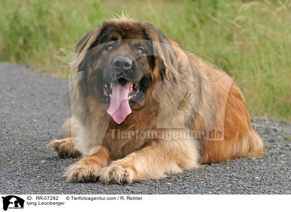 liegender Leonberger / lying Leonberger / RR-07282