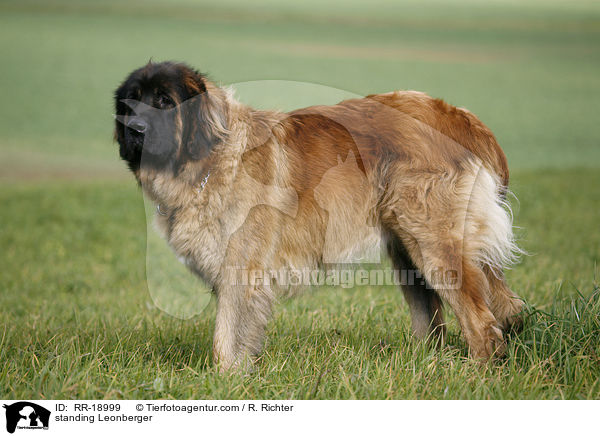 standing Leonberger / RR-18999