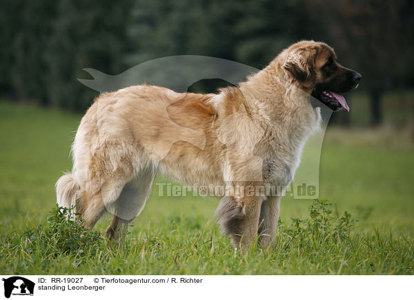 standing Leonberger / RR-19027