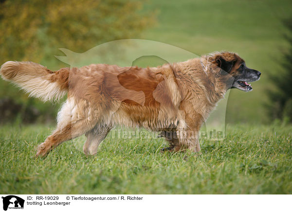 trotting Leonberger / RR-19029