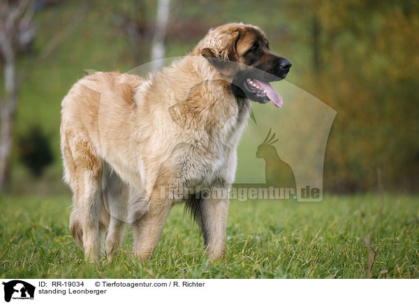 stehender Leonberger / standing Leonberger / RR-19034