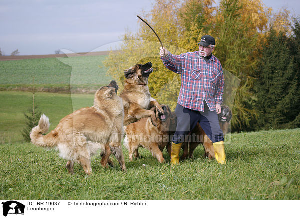 Leonberger / RR-19037