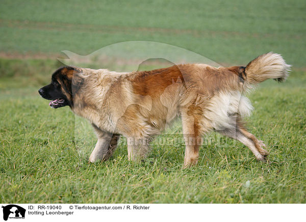 trabender Leonberger / trotting Leonberger / RR-19040