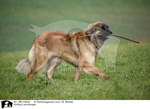 trabender Leonberger / trotting Leonberger / RR-19042