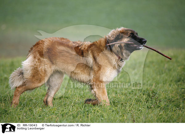 trabender Leonberger / trotting Leonberger / RR-19043