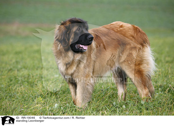 stehender Leonberger / standing Leonberger / RR-19046