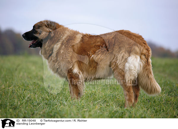 stehender Leonberger / standing Leonberger / RR-19048