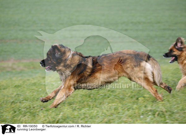 rennender Leonberger / running Leonberger / RR-19050