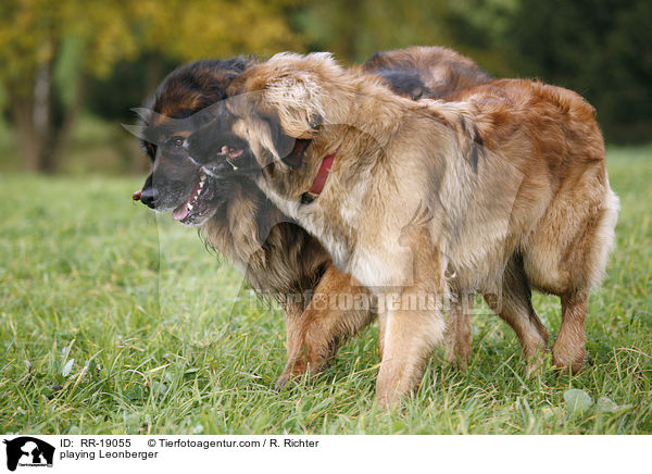 spielende Leonberger / playing Leonberger / RR-19055