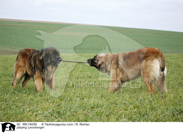 spielende Leonberger / playing Leonberger / RR-19058