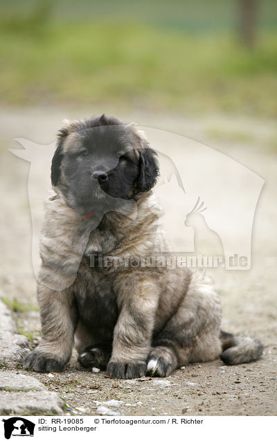 sitzender Leonberger / sitting Leonberger / RR-19085