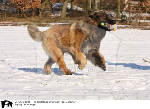 playing Leonberger / DG-03095