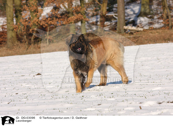 Leonberger / DG-03096