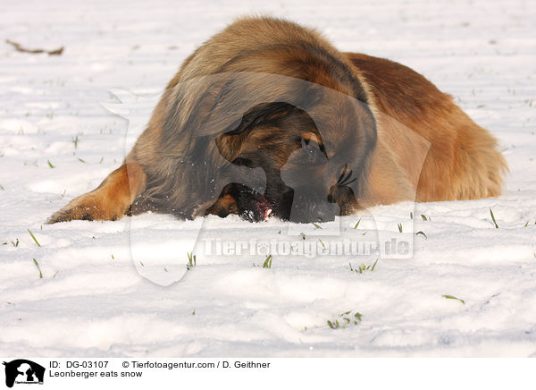 Leonberger eats snow / DG-03107