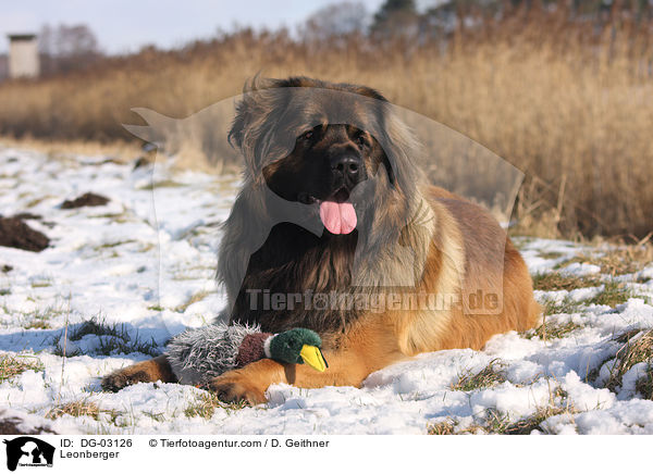 Leonberger / Leonberger / DG-03126