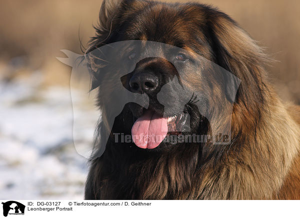 Leonberger Portrait / DG-03127