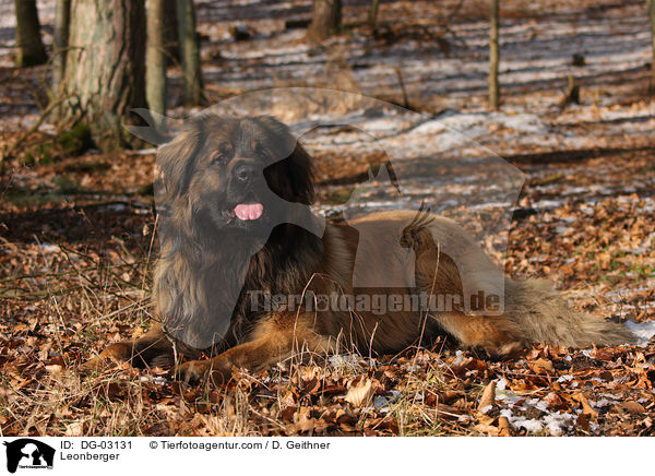 Leonberger / DG-03131