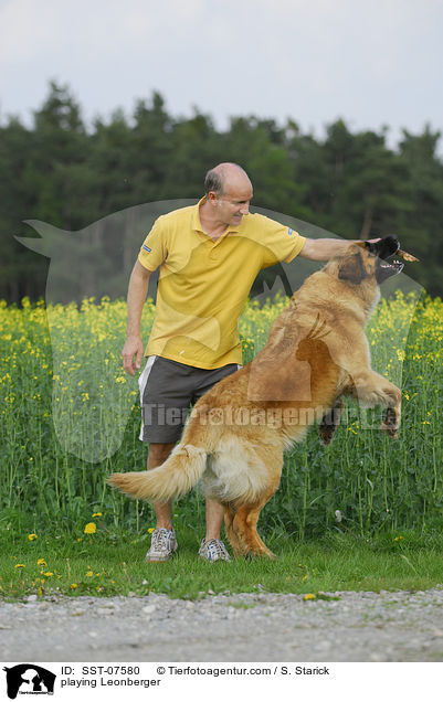 playing Leonberger / SST-07580