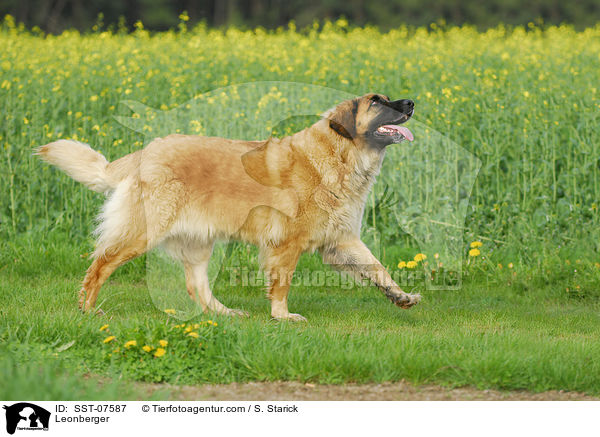 Leonberger / Leonberger / SST-07587