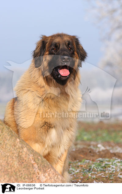 Leonberger Portrait / Leonberger Portrait / IF-06636