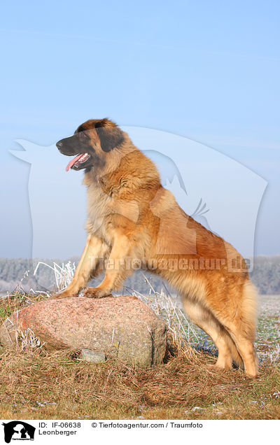 Leonberger / Leonberger / IF-06638