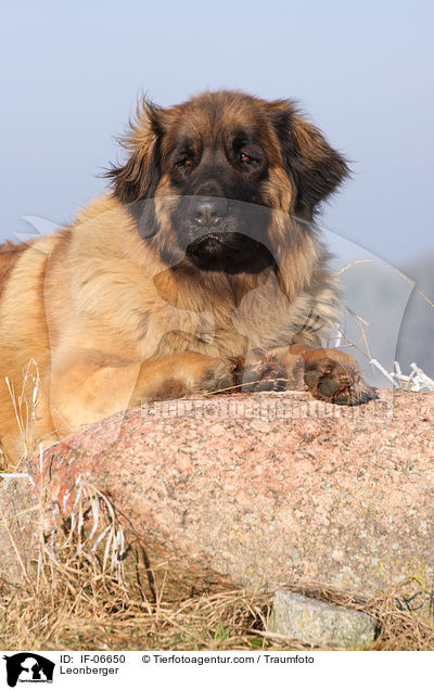 Leonberger / Leonberger / IF-06650