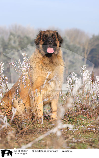 Leonberger / Leonberger / IF-06651