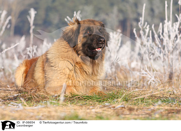 Leonberger / Leonberger / IF-06654