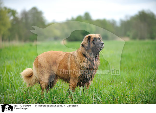 Leonberger / YJ-06980