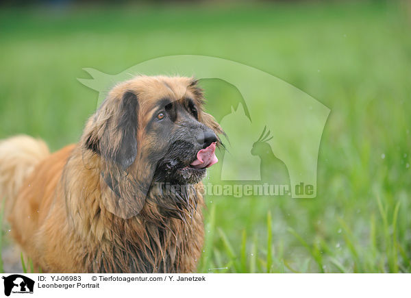 Leonberger Portrait / Leonberger Portrait / YJ-06983