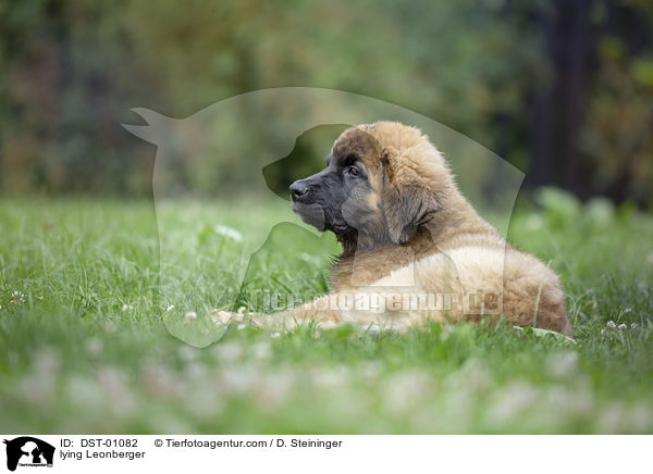 liegender Leonberger / lying Leonberger / DST-01082