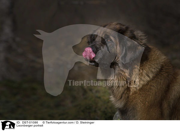 Leonberger Portrait / Leonberger portrait / DST-01086