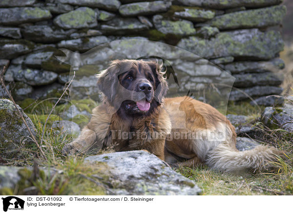 liegender Leonberger / lying Leonberger / DST-01092