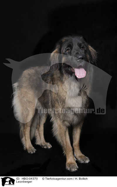 Leonberger / Leonberger / HBO-04370