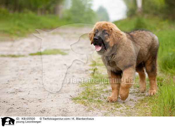 junger Leonberger / young Leonberger / KB-05500