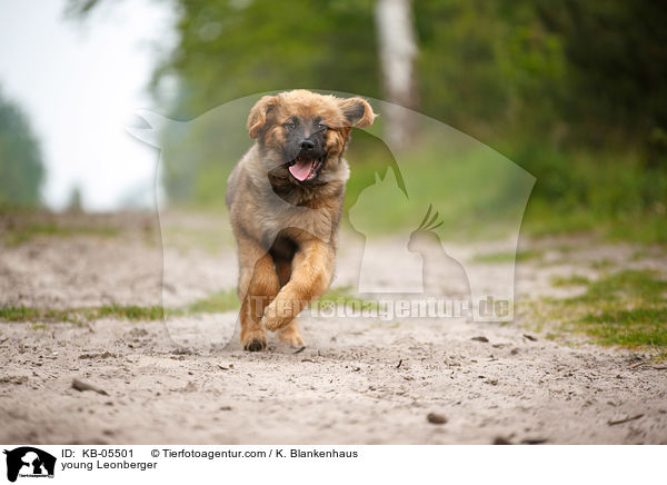 junger Leonberger / young Leonberger / KB-05501