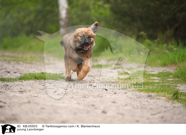 junger Leonberger / young Leonberger / KB-05503