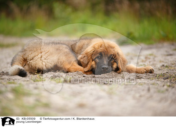 junger Leonberger / young Leonberger / KB-05509