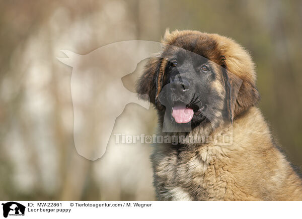 Leonberger Welpe / Leonberger puppy / MW-22861