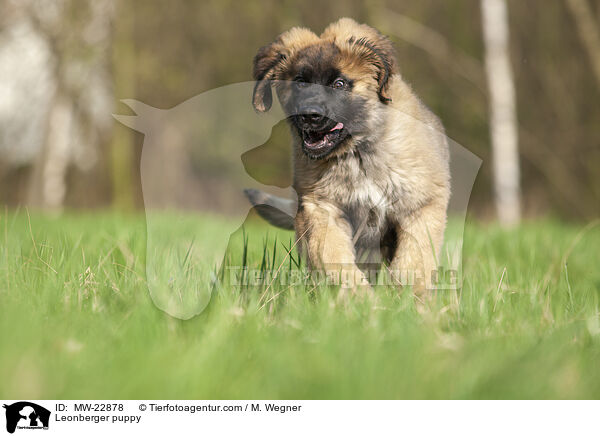 Leonberger Welpe / Leonberger puppy / MW-22878