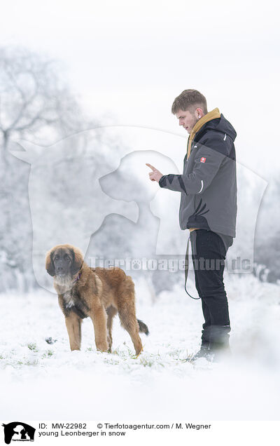 young Leonberger in snow / MW-22982