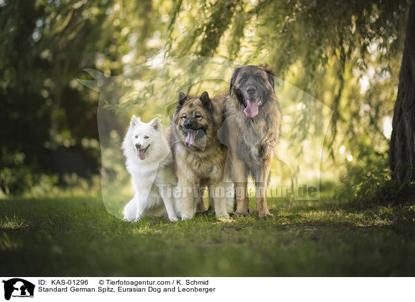 Mittelspitz, Eurasier und Leonberger / Standard German Spitz, Eurasian Dog and Leonberger / KAS-01296