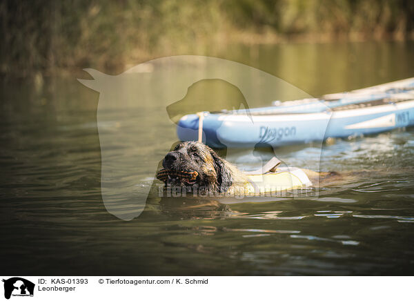 Leonberger / Leonberger / KAS-01393