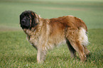 standing Leonberger