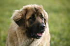 Leonberger Portrait