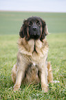 sitting Leonberger