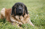 lying Leonberger