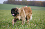 trotting Leonberger