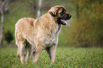 standing Leonberger