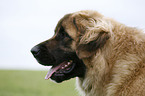 Leonberger Portrait